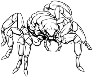 ausmalbild-einer-detailreichen-spinne-mit-ausgepraegten-beinen
