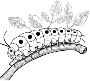 ausmalbild-einer-raupe-auf-einem-ast-mit-blaettern
