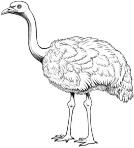 ausmalbild-eines-strausses-mit-langen-beinen-und-federn
