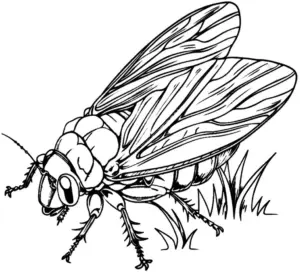 ausmalbild-gefluegeltes-insekt-mit-details