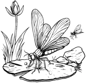 ausmalbild-insekt-auf-stein-mit-blumen-und-graesern