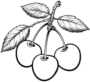 ausmalbild-mit-kirschen-und-blaettern