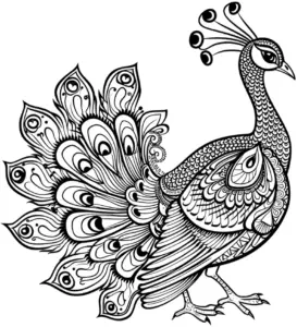 ausmalbild-pfau-mit-detaillierten-mustern