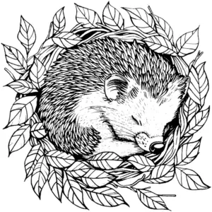 ausmalbild-schlafender-igel-umgeben-von-blaettern