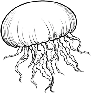 ausmalbild-schwimmende-qualle-mit-tentakeln