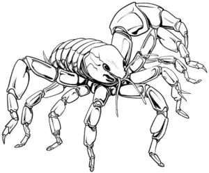 ausmalbild-skorpion-mit-detaillierten-scherenscheren-und-beinen
