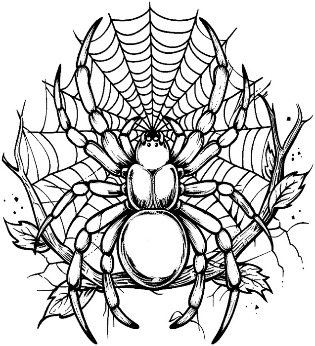 ausmalbild-spinne-im-netz-mit-aesten