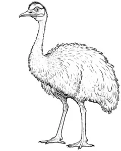 ausmalbild-strauss-elegant-stehend-federzeichnung