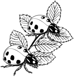 ausmalbild-zwei-marienkaefer-auf-einem-blatt