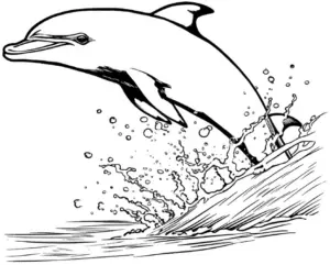 delfin-ausmalbild-mit-wasserfontaenen