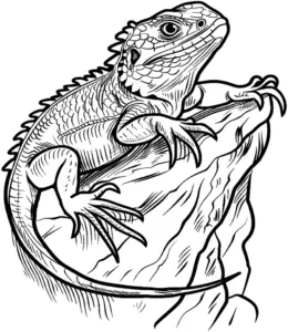 eidechse-ausmalbild-auf-felsen