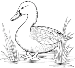 enten-ausmalbild-mit-graesern-am-wasser