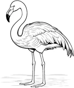flamingo-mit-detaillierten-federn-ausmalbild