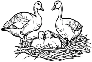 gaense-und-kueken-im-nest-ausmalbild