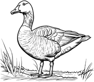 gans-ausmalbild-in-natuerlicher-umgebung