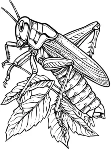 grashuepfer-ausmalbild-auf-blaettern
