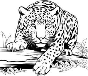 jaguar-ausmalbild-mit-detailliertem-fellmuster