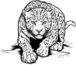 jaguar-ausmalbild-mit-detaillierter-kontur
