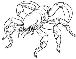 krebs-ausmalbild-mit-klaren-linien