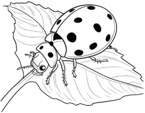 marienkaefer-auf-blatt-ausmalbild