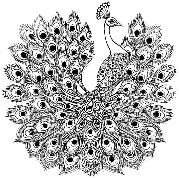 pfau-mit-praechtigem-gefeeder-ausmalbild