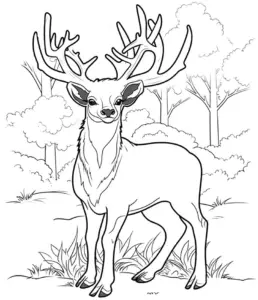 reh-in-natur-mit-geweihen-ausmalbild