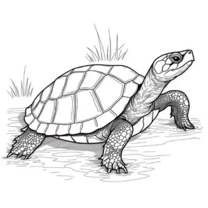 schildkroete-am-gewaesser-ausmalbild