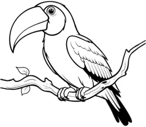 tukan-ausmalbild-mit-grossem-schnabel-auf-ast