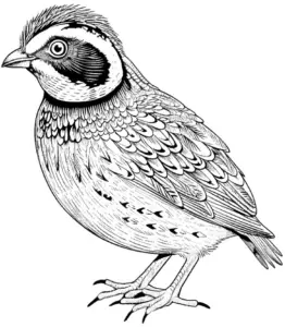 vogel-ausmalbild-mit-detailreicher-federzeichnung