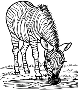 zebra-am-wasserloch-ausmalbild